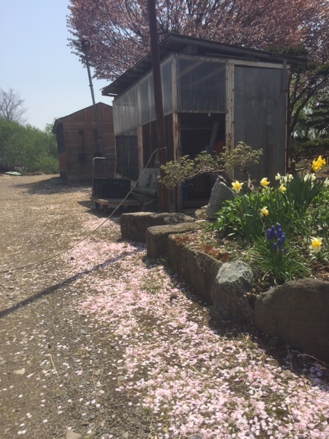 桜は散ってきたけど、大阪娘は元気印！！