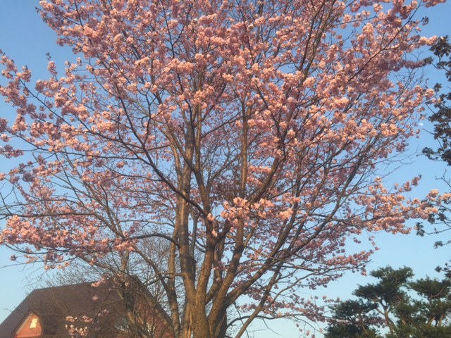 桜　満開