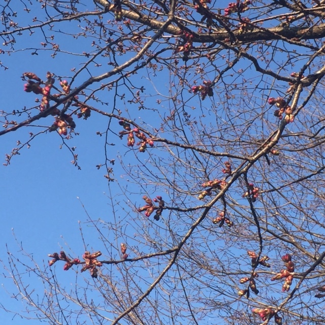 桜開花！？