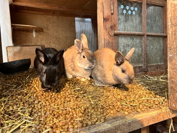 ウサギたち