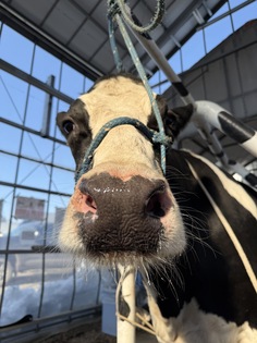 乳しぼり担当　ララちゃん